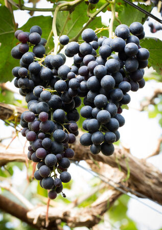 Ripe grapes ready for harvesting in the farmの写真素材