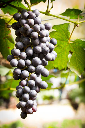 Ripe grapes ready for harvesting in the framの写真素材