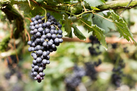 Ripe grapes ready for harvesting in the farmの写真素材