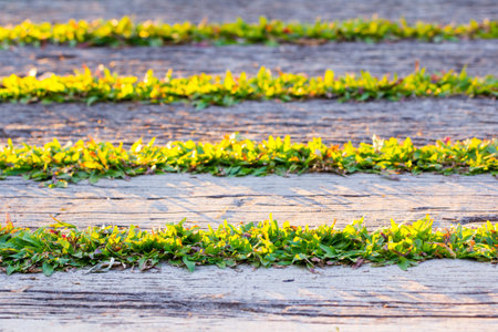 Pathway background