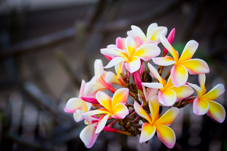 Brunch of frangipani, Lantom, plumeria flower on treeの写真素材
