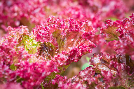 Closeup of fresh red lettuce on vegetable gardenの写真素材