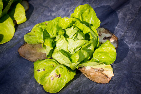 Fresh lettuce growing in an hydroponics systemの写真素材