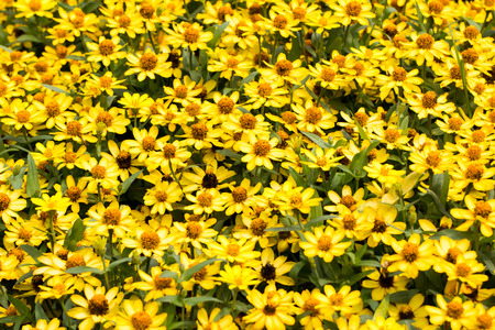 Yellow flower for background in the gardenの写真素材