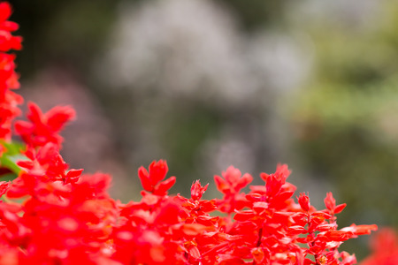 Red flower for background in the gardenの写真素材