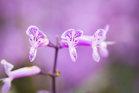 Small purple flower in the gardenの写真素材