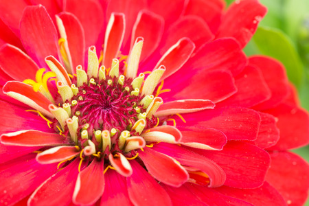 Closeup pollen of red flower,Zinnia, in the gardenの写真素材
