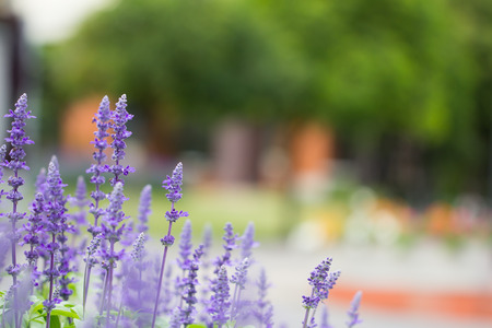 Purple flower in the gardenの写真素材