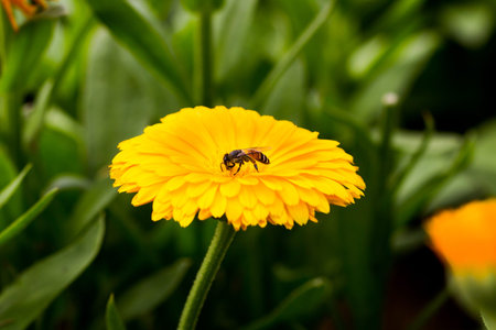 Bee on top of yellow flower (Calendula) in the garden