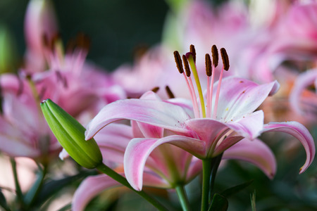 Closeup pollen of pink lily flower in the gardenの写真素材