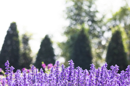 Purple flowers on pine background in the gardenの写真素材