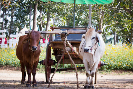 Ox cart transportation in Thailandの写真素材