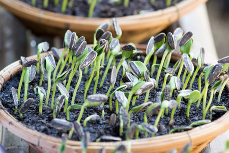 Sunflower plant sprouts germinating in soil in basketの写真素材