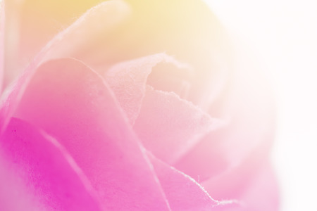 Sweet color rose flower make of mulberry paper in soft style for backgroundの写真素材