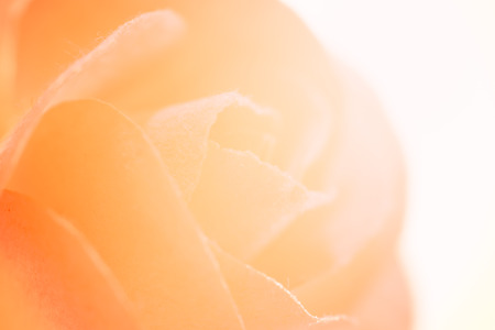 Sweet color rose flower make of mulberry paper in soft style for backgroundの写真素材