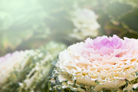 Cabbage flowerの写真素材