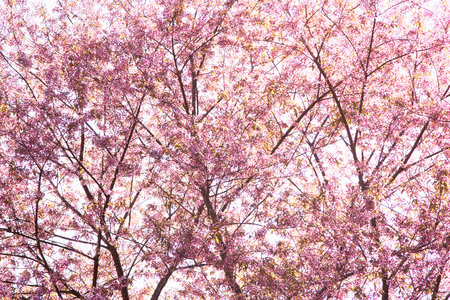 Sweet color branch of Himalayan Cherry (Prunus cerasoides) flower blooming at Chiangmai Thailandの写真素材