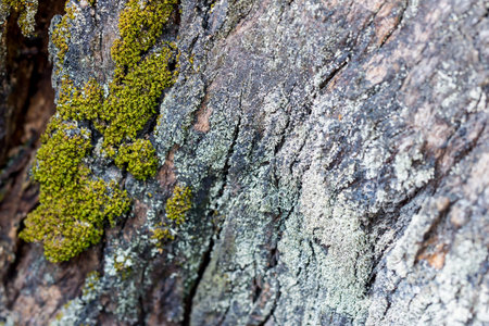moss on tree