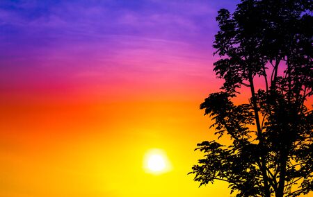 beautiful sunset with big tree in colorful filteredの写真素材