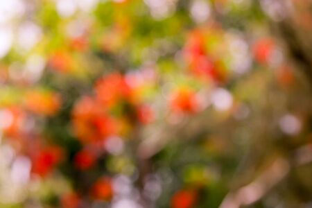 Abstract bokeh of tree green color の写真素材