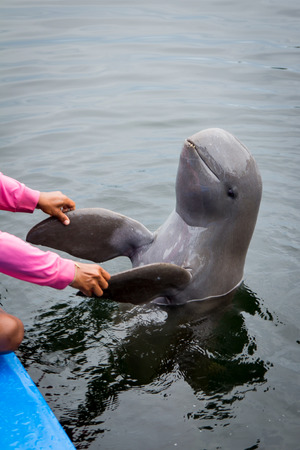 Dolphin show in the oasis seaworld Thailandの写真素材