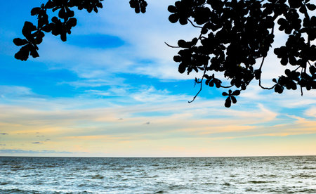 blue sea and blue sky with silhouette of leafの写真素材