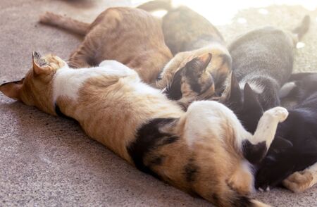 Little cats suckling their motherの写真素材