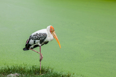 Painted Stork (Mycteria leucocephala) bird standing in green pondの写真素材