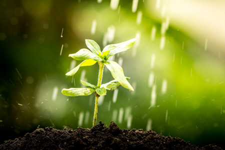 Young plant growing in soil on water drop  backgroundの写真素材