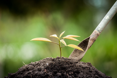 Young plant growing in soil with shovel on green backgroundの写真素材
