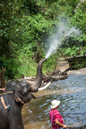 Elephant bathing in the river in sunny dayの写真素材
