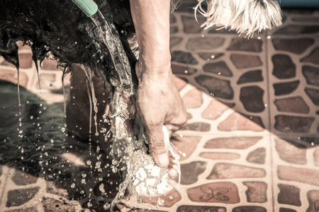 Dog take a bath on sunny day,vintage filterの写真素材