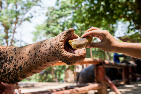 feeding elephant with banan in the zooの写真素材