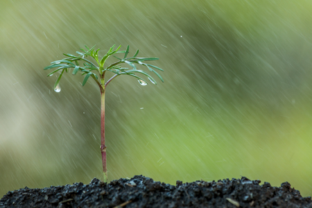 Young plant growing in soil and water drop  on it as save world conceptの写真素材