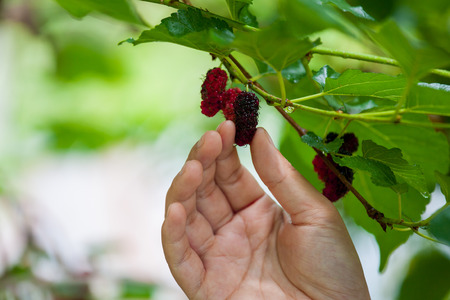 Woman hand picking up fresh mulberry from the treeの写真素材