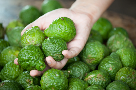 Woman hand selecting fresh bergamot for food preparationの写真素材