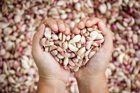 Woman hand make heart shape holding fresh garlic as love vegetable and love cook conceptの写真素材
