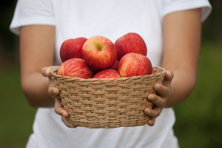 Woman farmer holding basket of apples in the gardenの写真素材