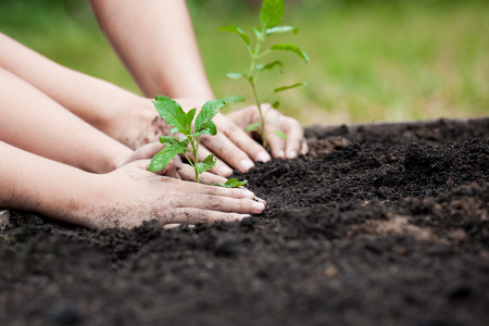Child and parent hand planting young tree on black soil together as save world conceptの写真素材