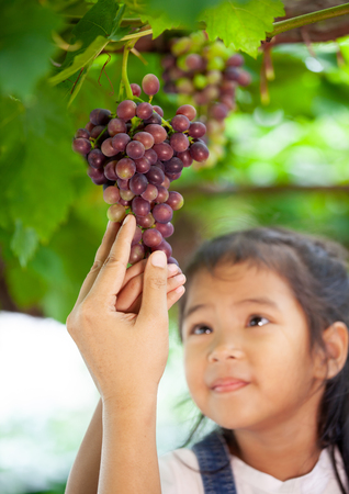 Parent and child hand checking and harvesting bunch of red grapes in the vineyardの写真素材