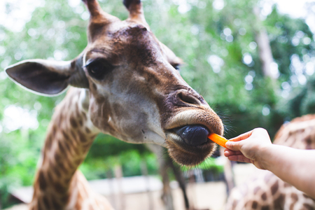 Giraffe eating carrot from tourist's hand in the zooの写真素材