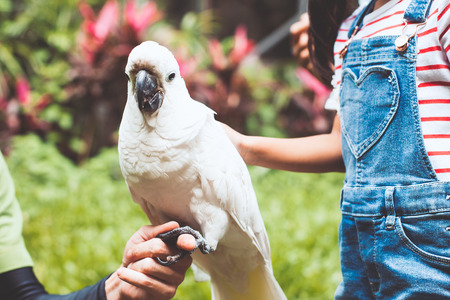 Cute asian child girl touching feather of beautiful macaw parrot in the zooの写真素材