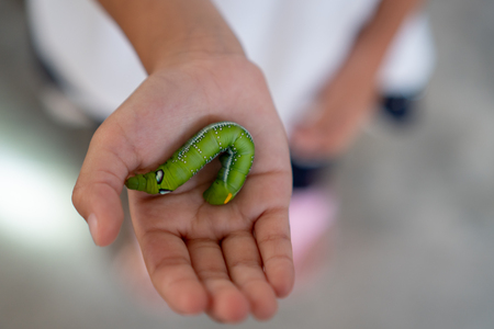 Asian child girl holding and playing with green caterpillar with curious and fun. Green caterpillar crawling on her hand.の写真素材