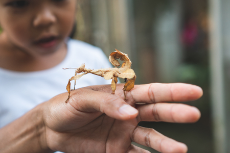 Cute asian child girl looking and touching leaf grasshopper that stick on parent hand with curious and fun in the zooの写真素材