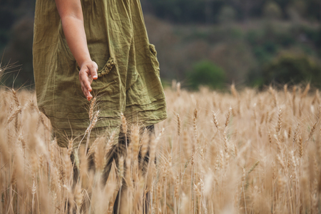Woman hand touching the ears of wheat with tenderness in the barley fieldの写真素材