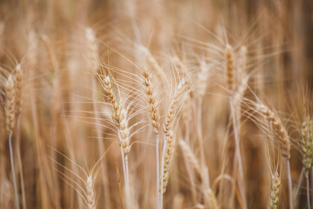 Close up of golden ripe barley plants in the barley fieldの写真素材