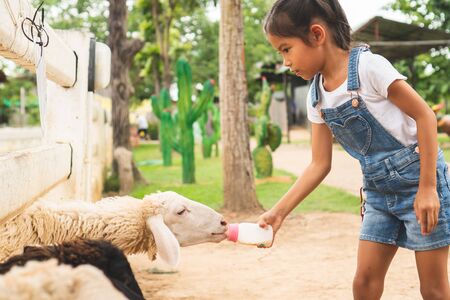 Cute asian child girl is feeding a bottle of milk to little lambの写真素材