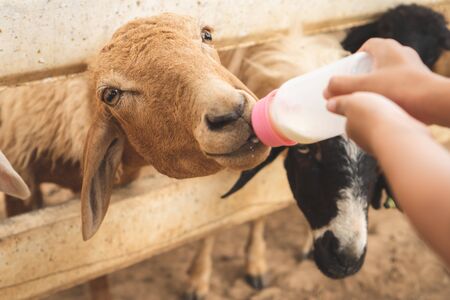 Cute asian child girl is feeding a bottle of milk to little lambの写真素材