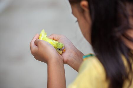 Cute little budgie bird on child hand. Asian child girl play with her pet bird with gentleの写真素材