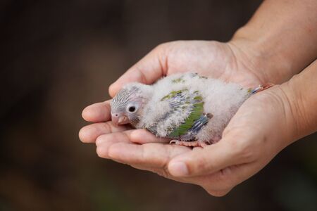 Woman holding a little budgie bird on hand and take care it with gentleの写真素材